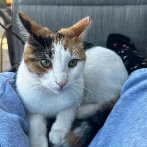 Lost Cat Libi