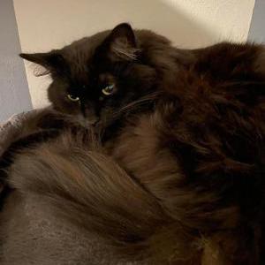 Lost Cat Azura