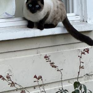 Image of Unknown, Found Cat