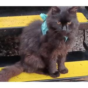 Lost Cat Marvin