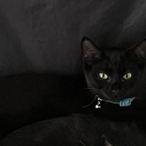 Lost Cat Luna