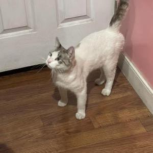 Lost Cat Benny