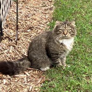 Found Cat Unknown