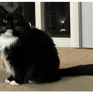 Lost Cat Fran