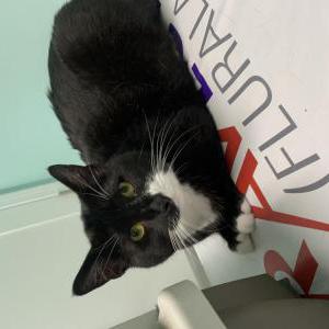 Lost Cat Socks