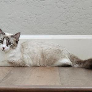 Image of Bella, Lost Cat