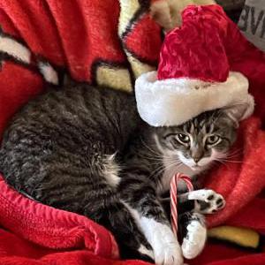 Lost Cat Maggie