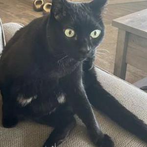 Lost Cat Binx