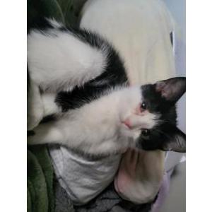 Lost Cat Tigress