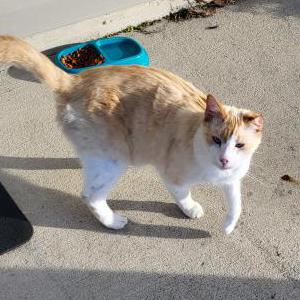 Found Cat Unknown