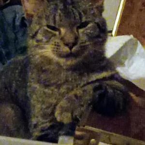 Lost Cat Champion (Champ)
