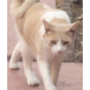 Image of Curley Tail(Pipin), Lost Cat