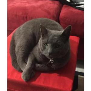 Image of Chase, Lost Cat