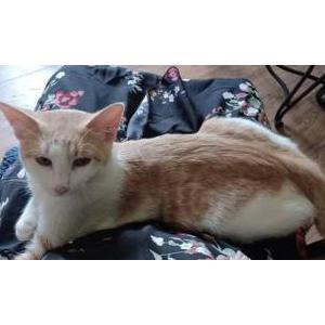 Lost Cat Beaker