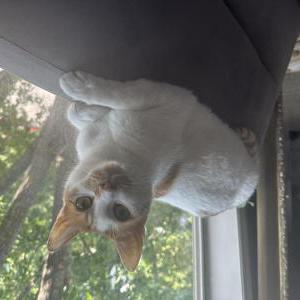 Lost Cat Roman