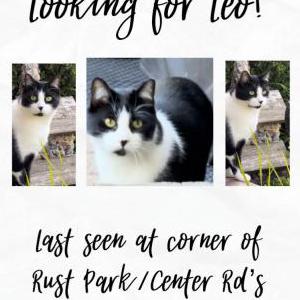 Lost Cat Leo