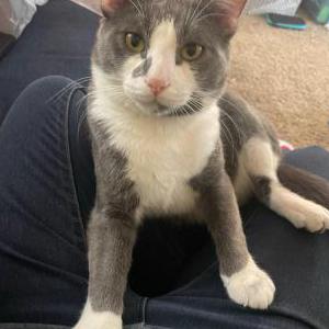 Lost Cat Oliver