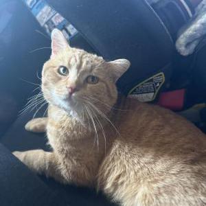 Lost Cat Boom Boom