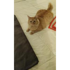 Lost Cat Ubbe