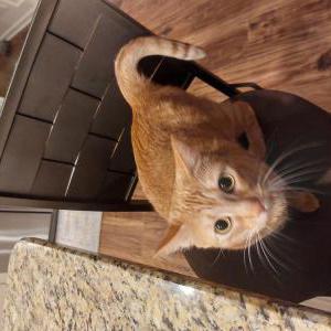 Lost Cat Freya