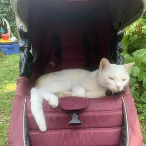 Lost Cat Starlight
