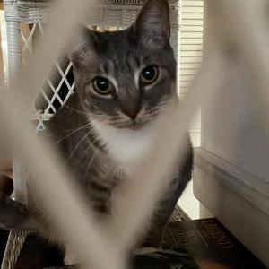 Lost Cat Fat Baby