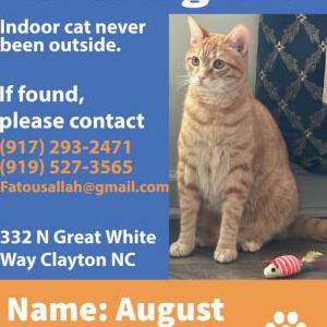 Lost Cat August