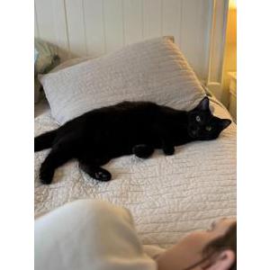 Found Cat Unknown