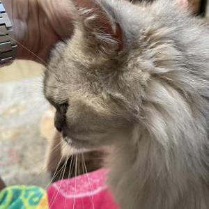Found Cat unknown