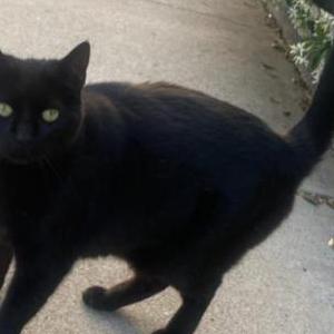 Lost Cat Pookie