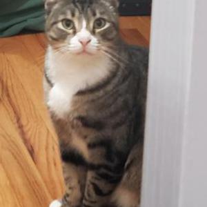 Image of Sargento, Lost Cat