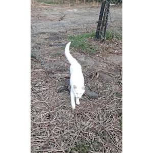 Found Cat White cat