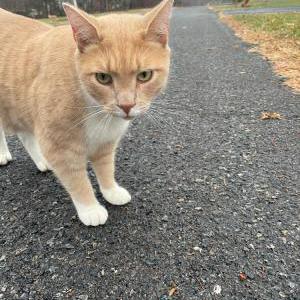 Lost Cat Butterscotch