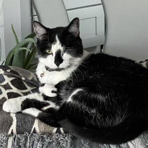 Image of Boo, Lost Cat