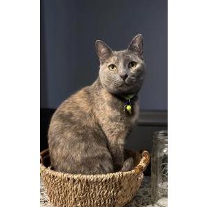 Lost Cat Momo