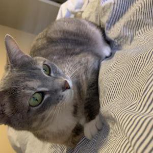 Lost Cat Marbles