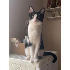 Lost Cat Nyx