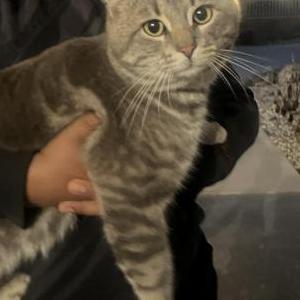 Found Cat Unknown