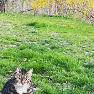Lost Cat Stella