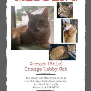 Lost Cat Xerxes