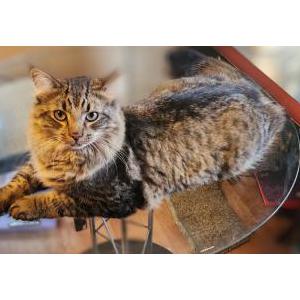 Lost Cat Dante