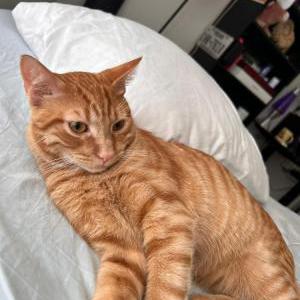 Lost Cat Alyosha