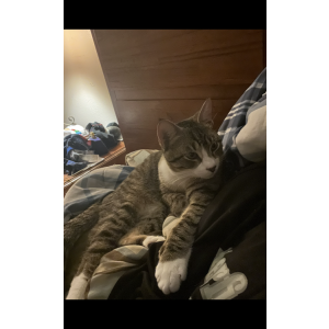 Lost Cat Nuka