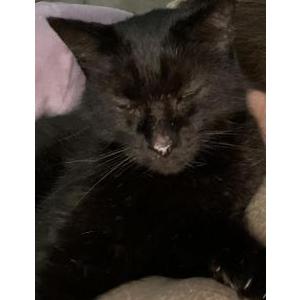 Lost Cat Panther