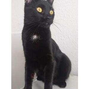 Lost Cat David Murphy
