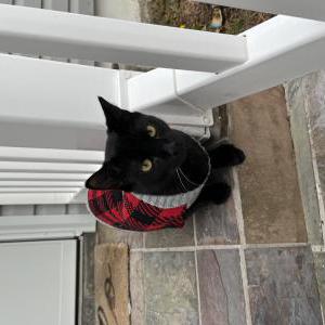 Lost Cat Panther