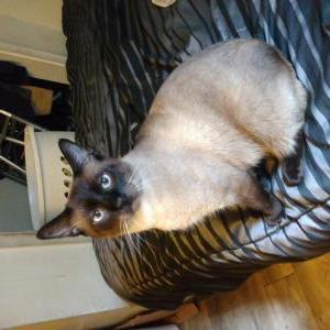 Lost Cat Cheese