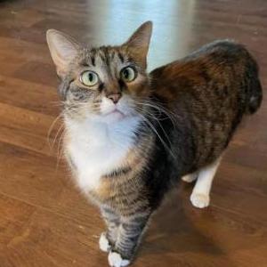 Lost Cat Lila