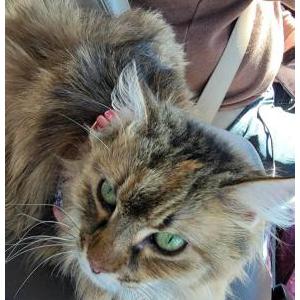 Lost Cat Gigi