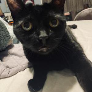 Image of Toothless Barbacoa, Lost Cat
